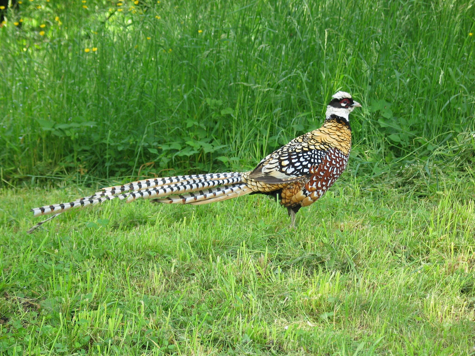 image Reeves's Pheasant